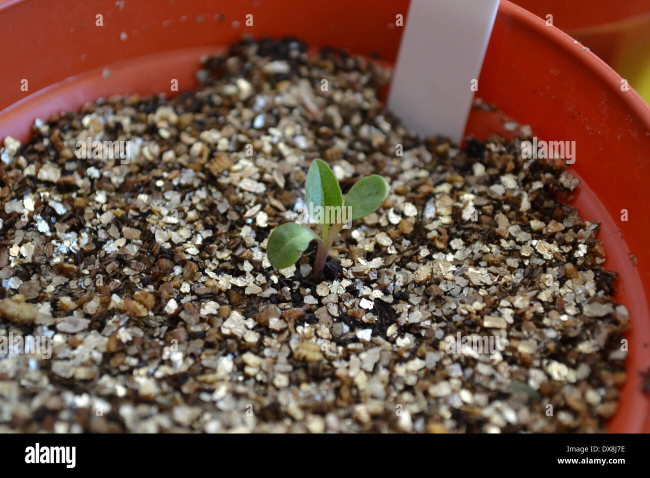 Echinacea seedling after potting on Stock Photo Alamy