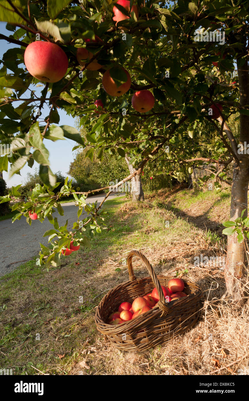 Growing basket willow hires stock photography and images Alamy
