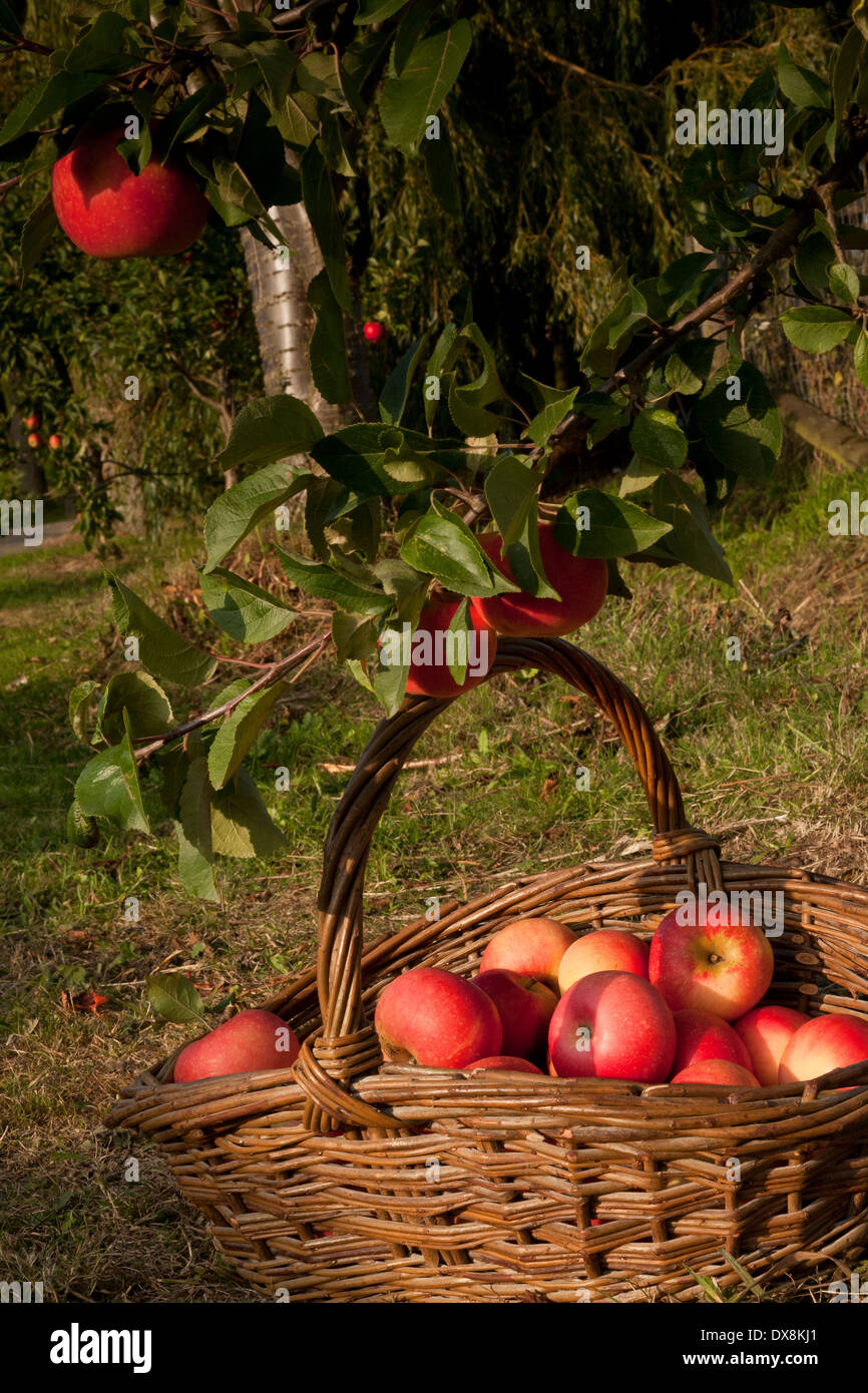 Basket apples under apple tree hires stock photography and images Alamy