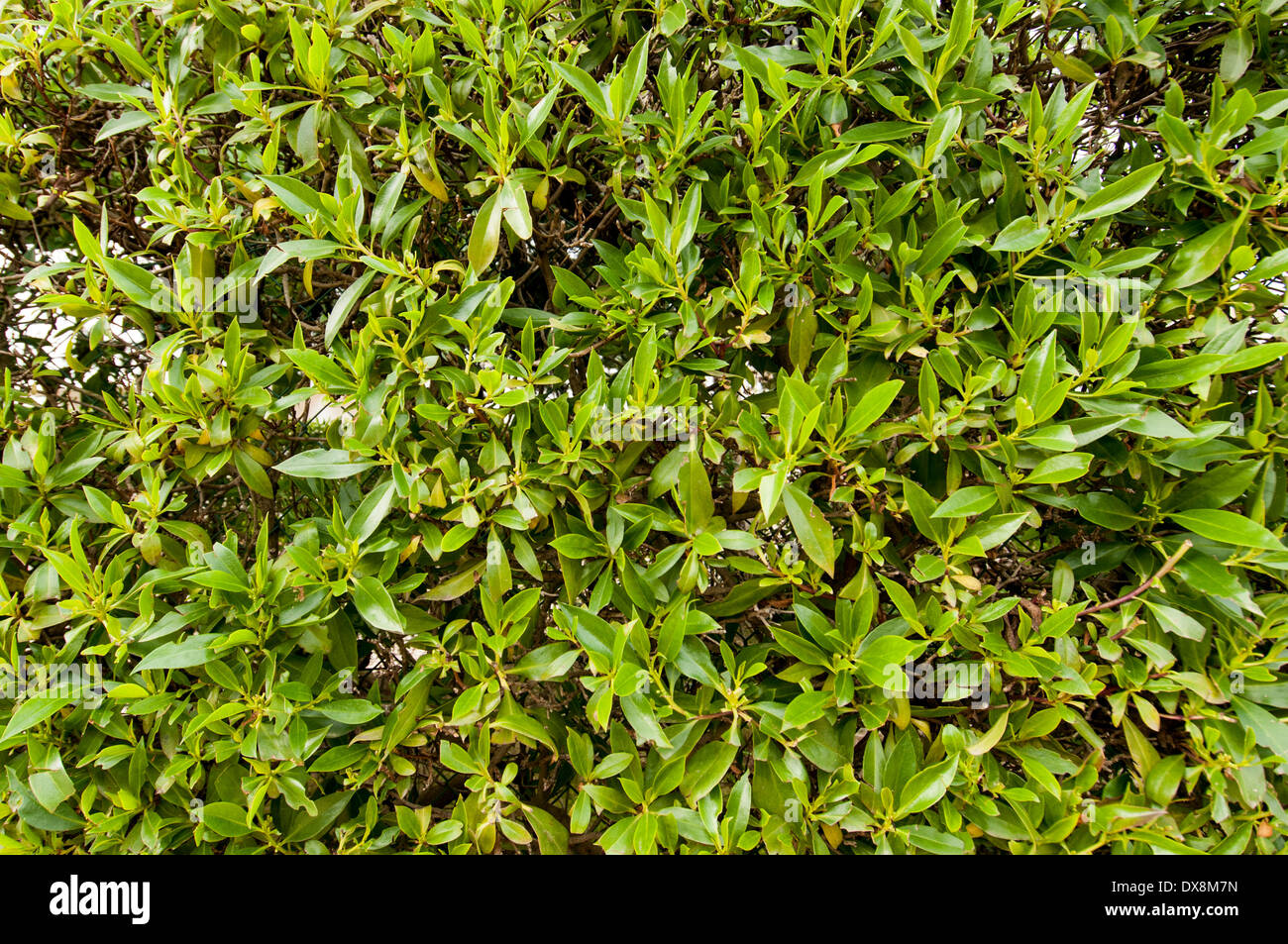 yew hedge Stock Photo