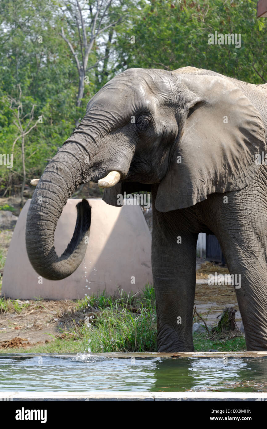 Elephant Basic African elephants are elephants of the genus Loxodonta, consisting of ...