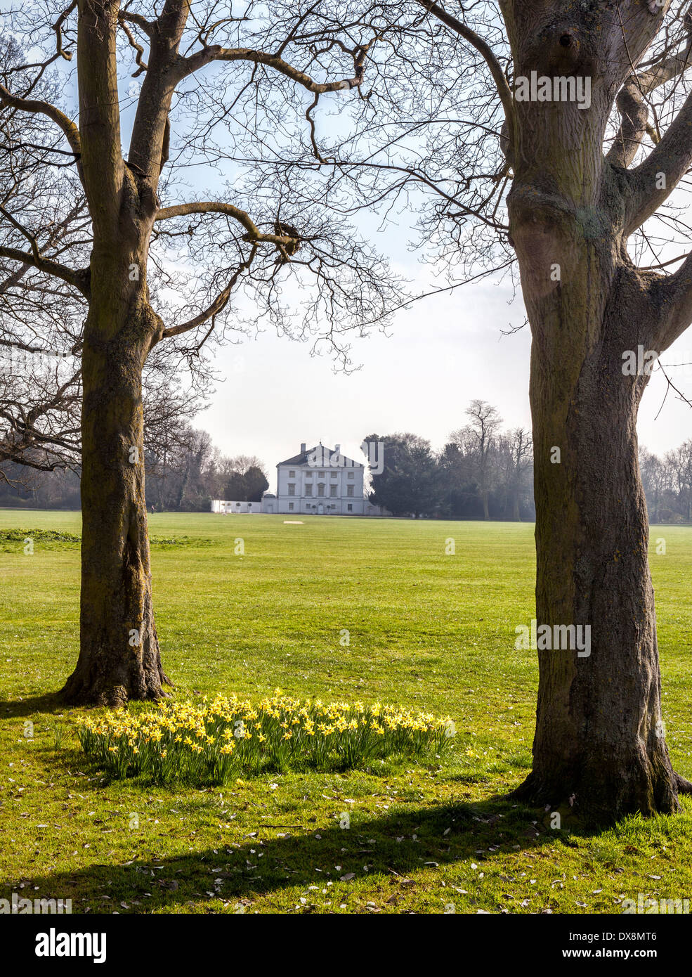 Daffodils in Spring at Marble Hill House - historic Royal home of mistress of King George ll - Twickenham, London, UK Stock Photo