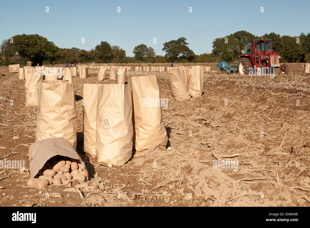 Potatoes being harvested by foreign workers Stock Photo
