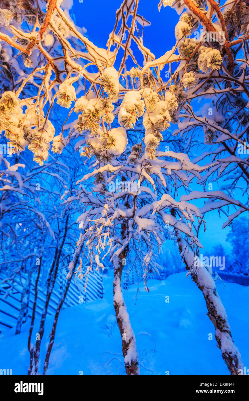 Snow covered trees in extreme cold temperatures, Lapland, Sweden Stock
