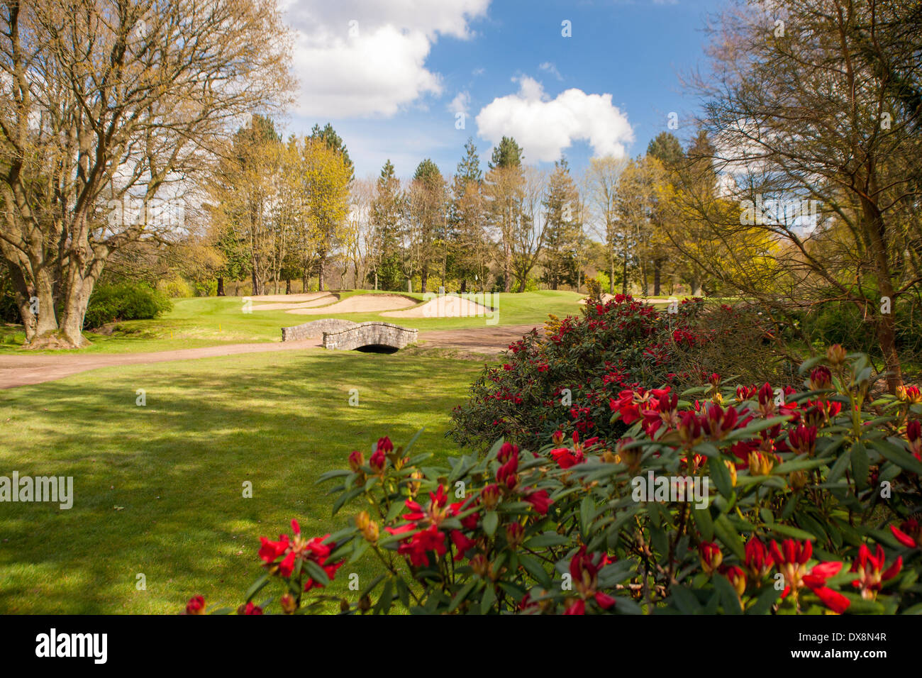 English, golf course in the Spring with deep red rhododendrons. Stock Photo