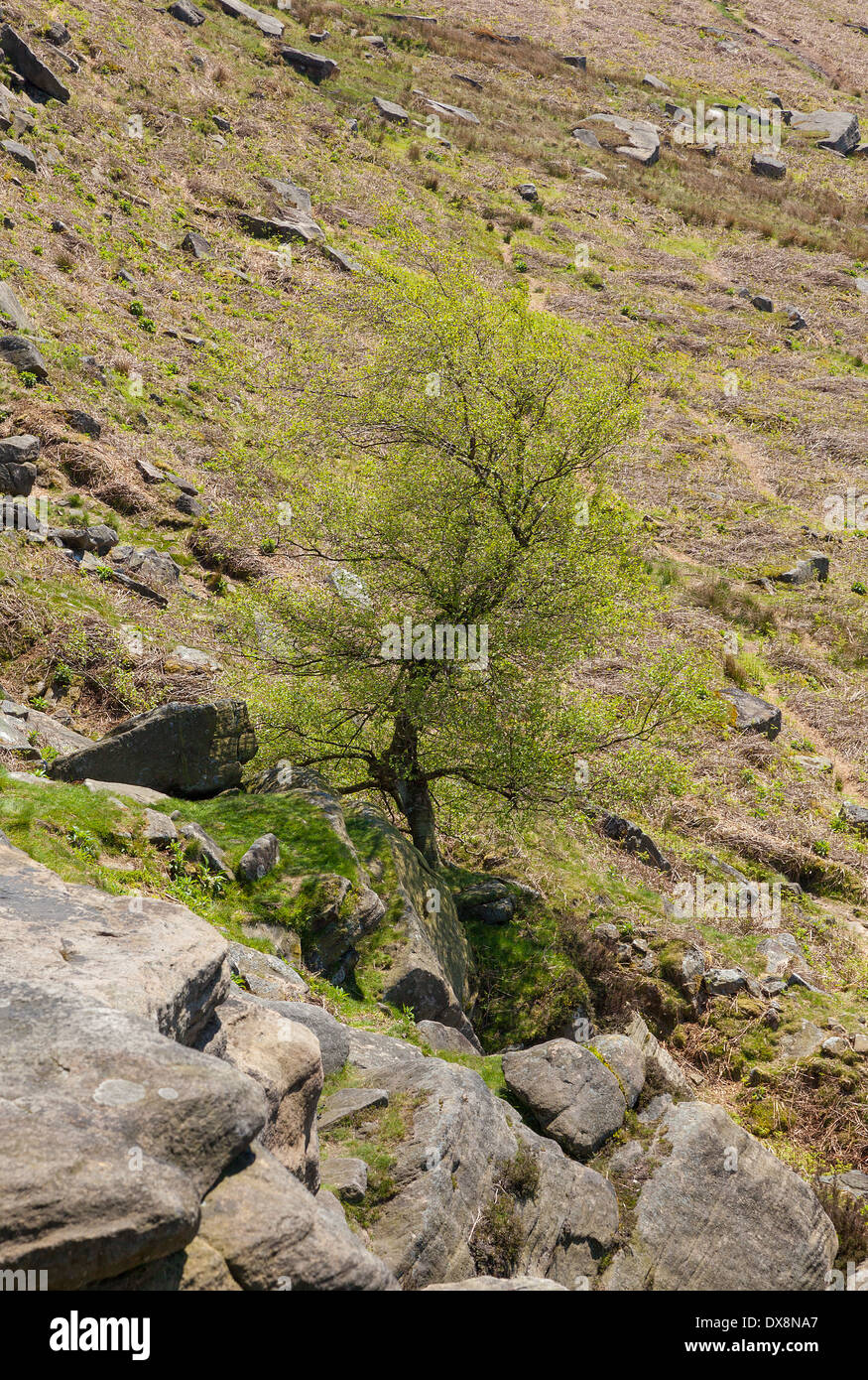 Tree growing from rocky outcrop Stock Photo