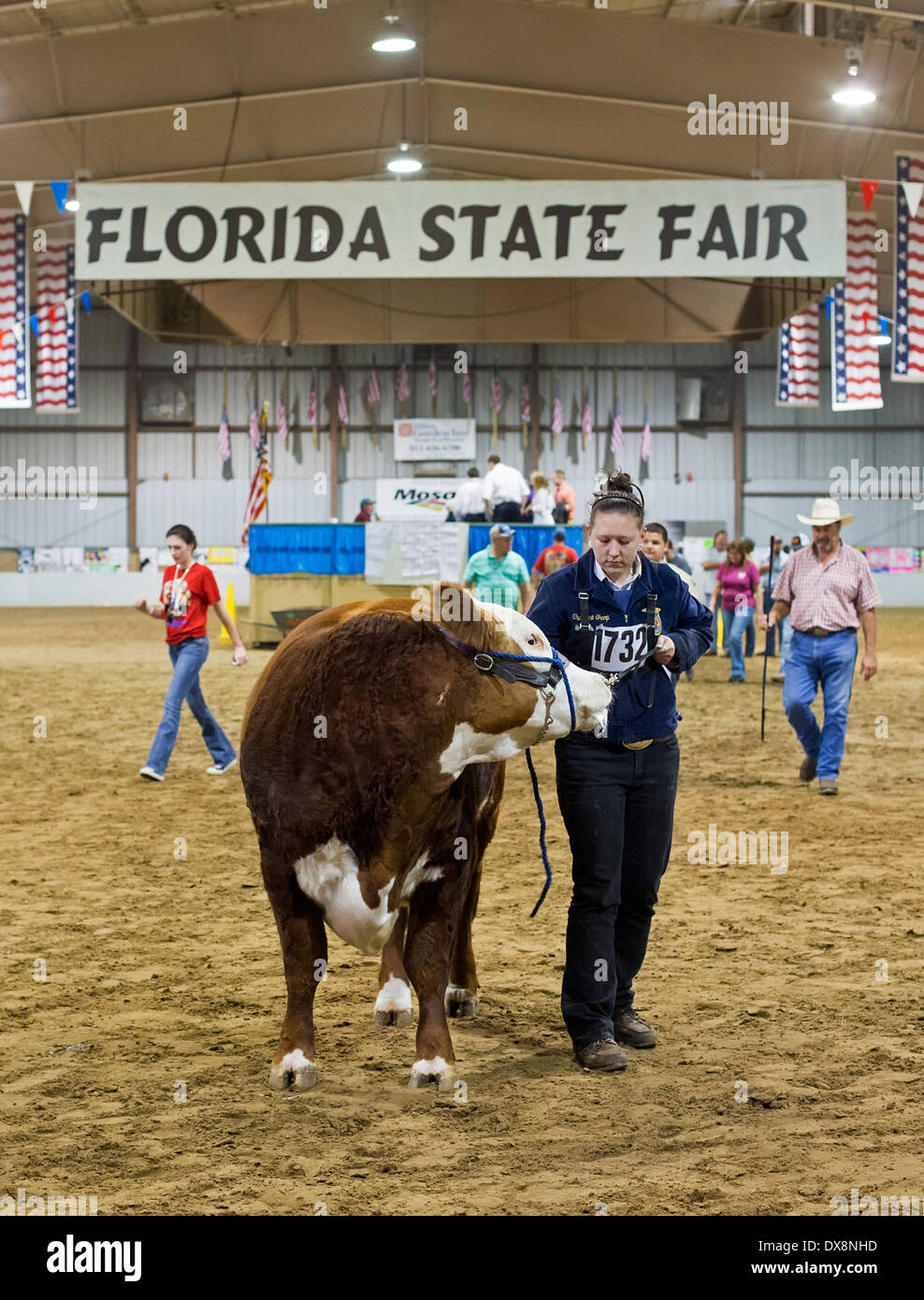 Tampa, Florida - Youth livestock judging at the Florida State Fair. Stock Photo