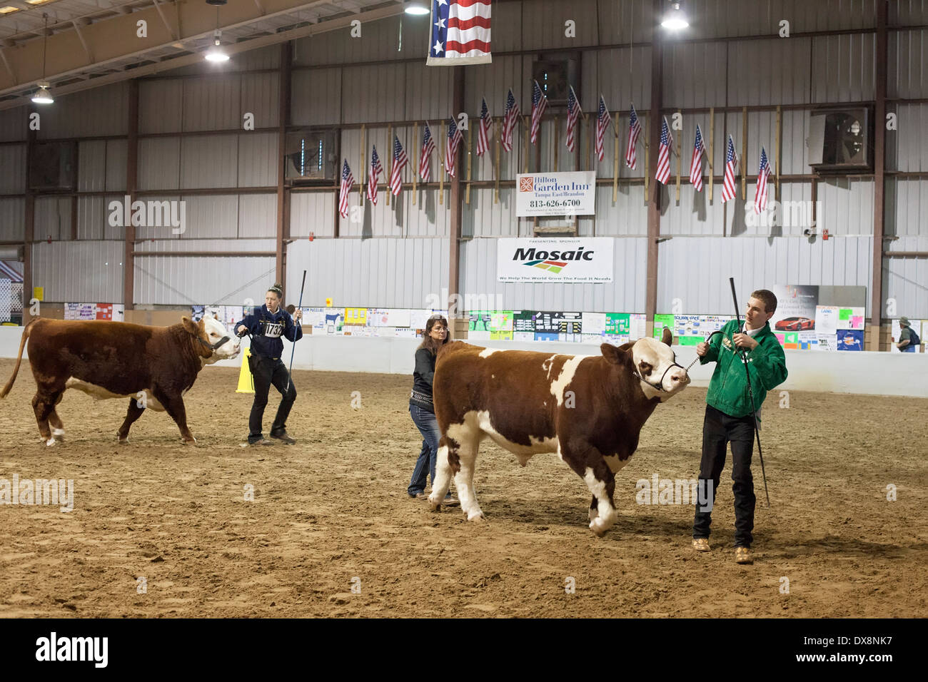 Tampa, Florida Youth livestock judging at the Florida State Fair