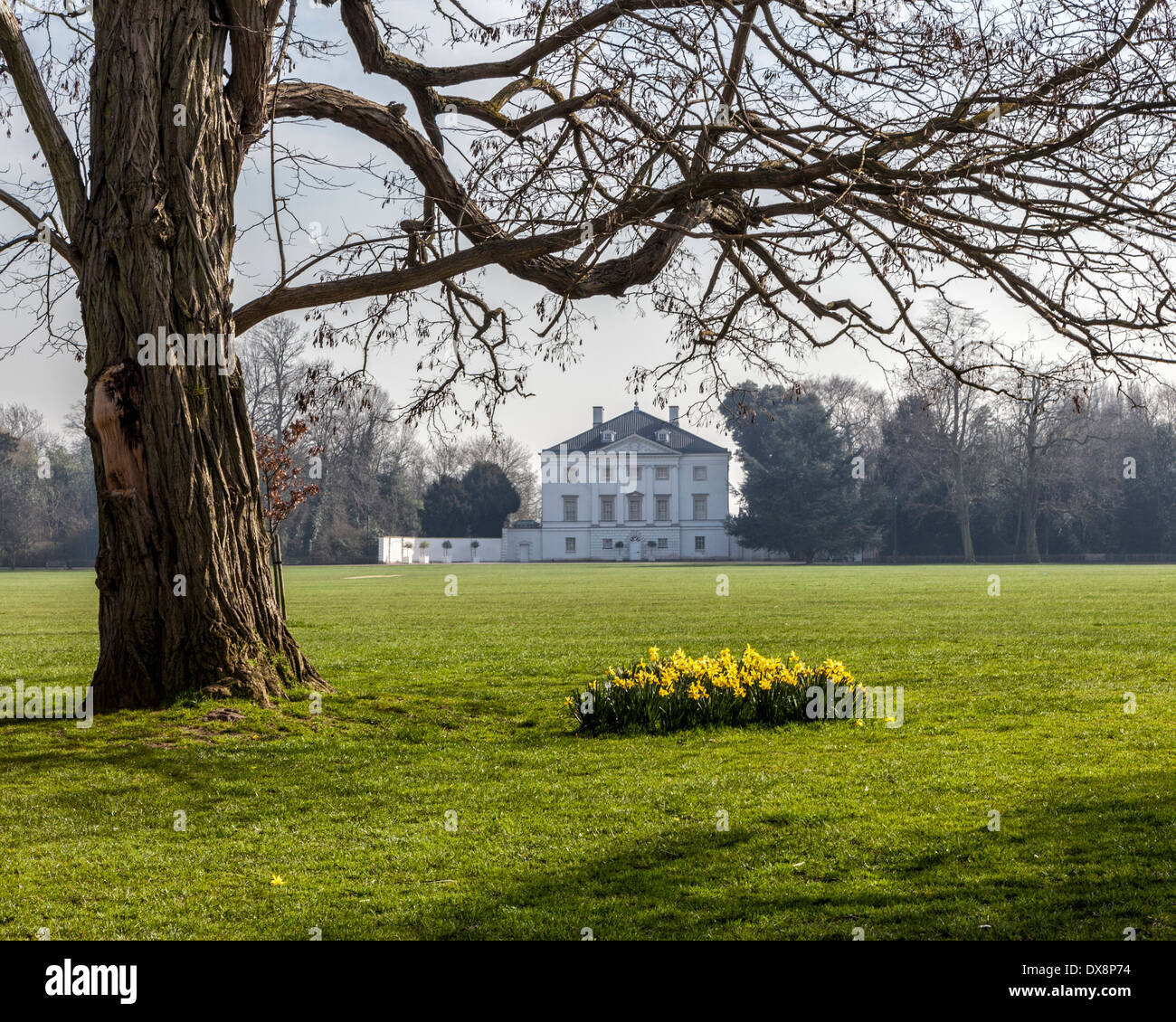 Daffodils in Spring at Marble Hill House historic Royal home of
