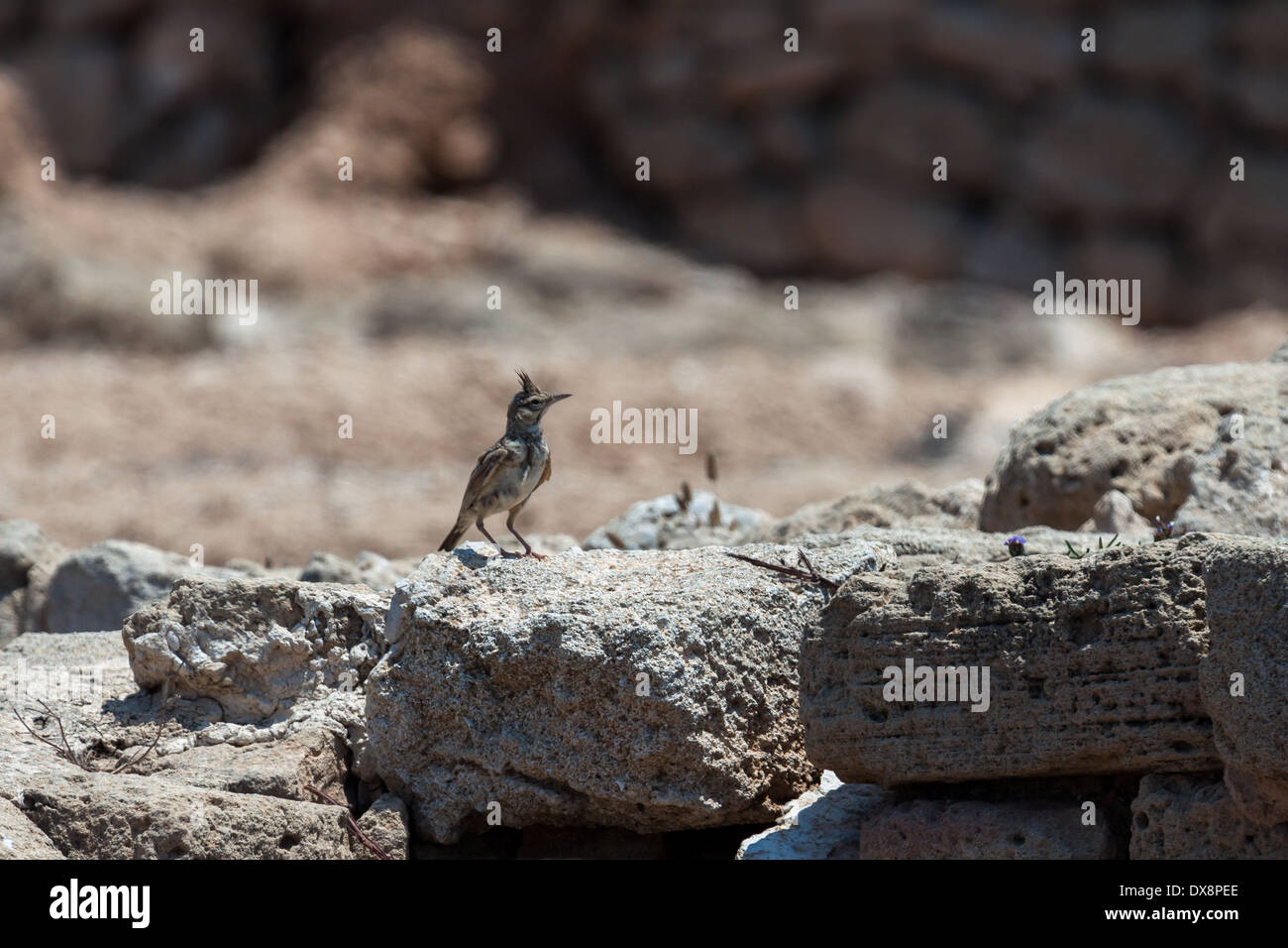 Crested Lark (galerida cristata) among the ancient ruins at Paphos Cyprus Stock Photo