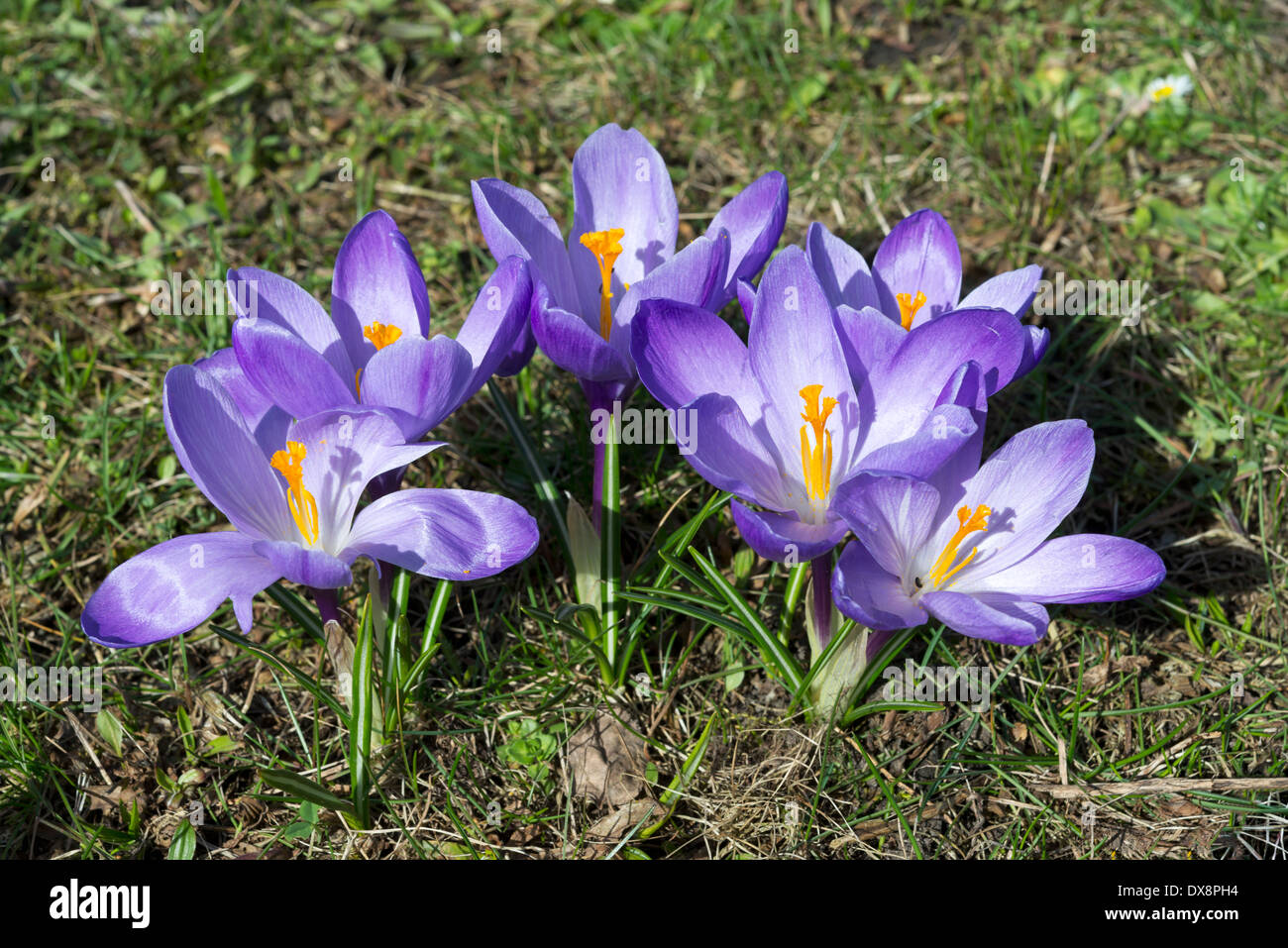 Spring flowers natural season hi-res stock photography and images - Alamy