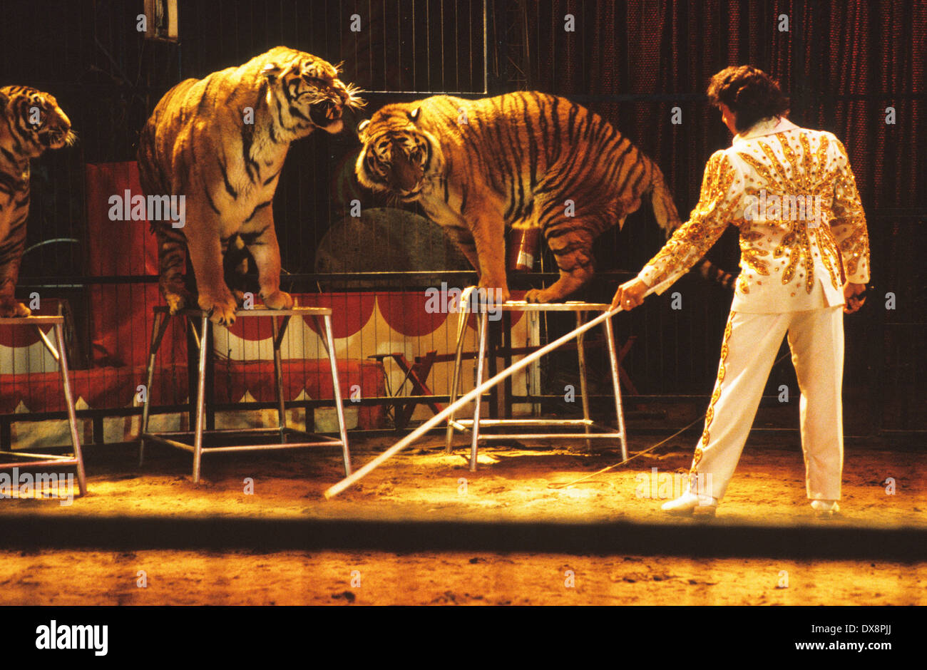 Цирк бенгальские тигры. Тигр в цирке. Цирк про бенгальских тигров. Большие кошки в цирке.