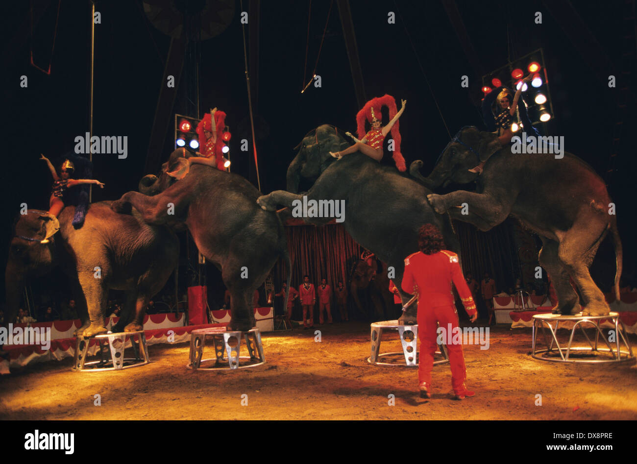 Circus elephant cruelty hi-res stock photography and images - Alamy