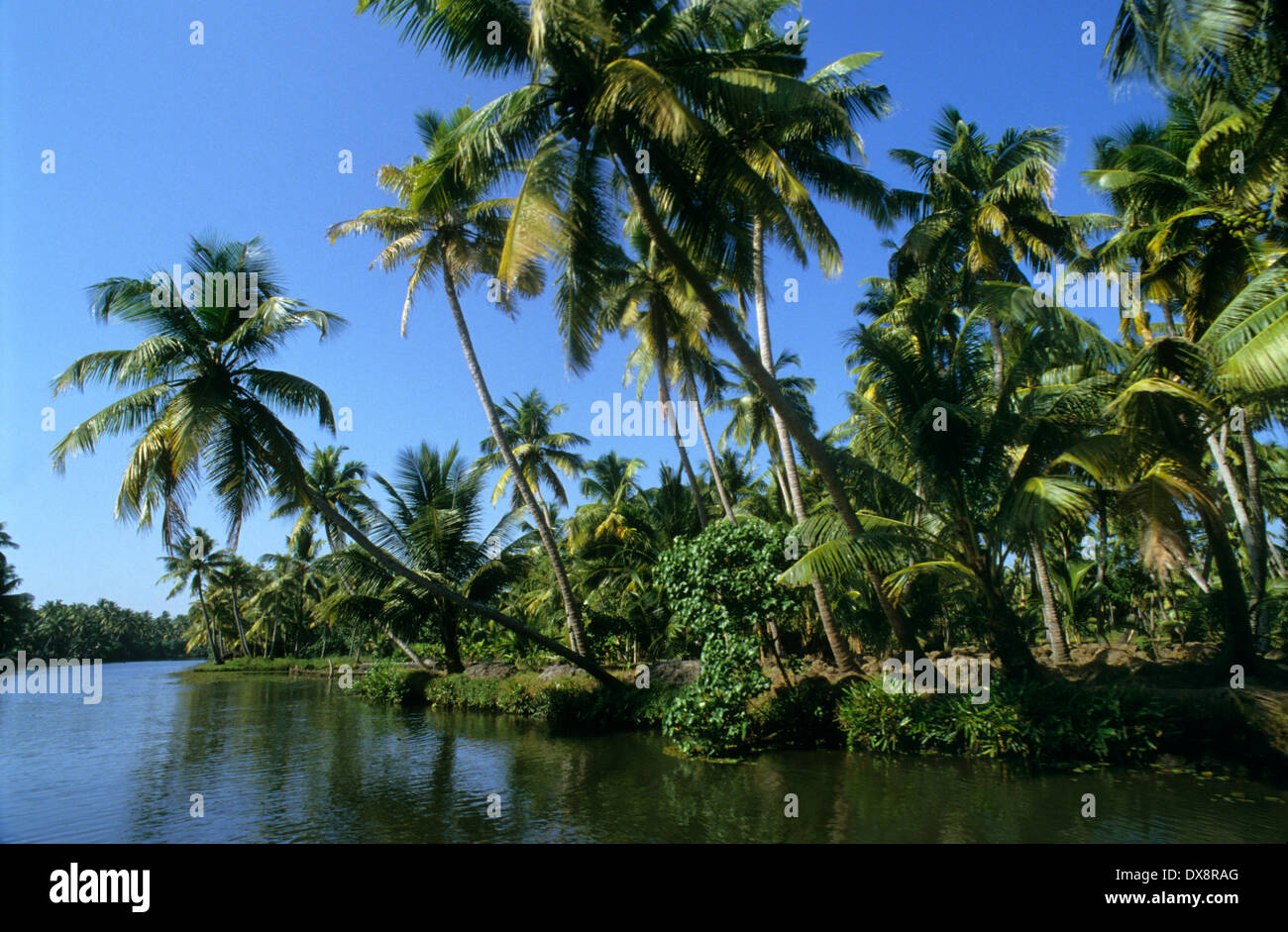 Kerala water plants hires stock photography and images Alamy