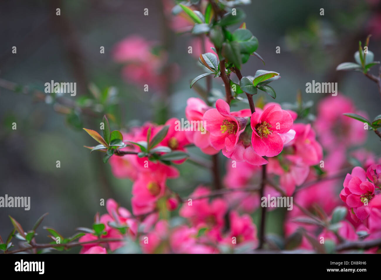 Red, Uncultivated, Flower, Beauty In Nature, Flower Head, Leaf, Bush, Rose, Plant, Summer, Macro Film, Spring, Formal Garden, Stock Photo