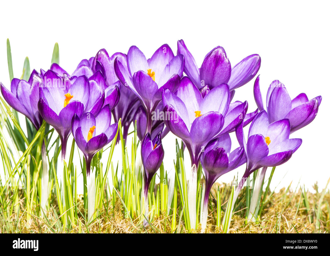 Spring scenic with a group of isolated purple crocus flowers Stock Photo