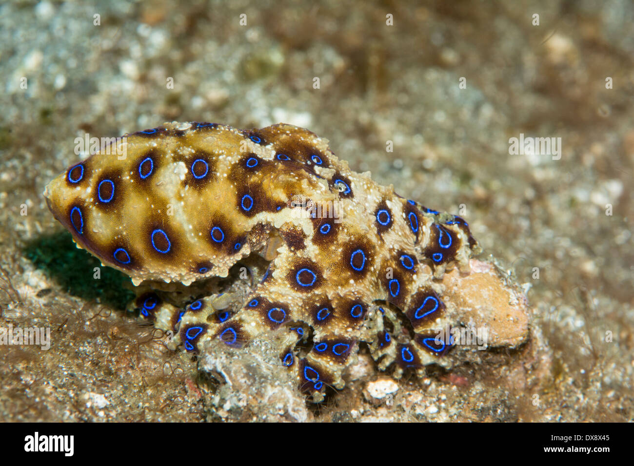 Blue ringed octopus hi-res stock photography and images - Alamy