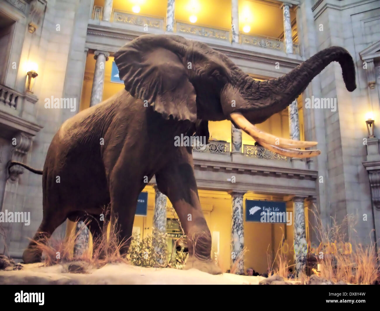 BULL ELEPHANT,SMITHSONIAN Stock Photo
