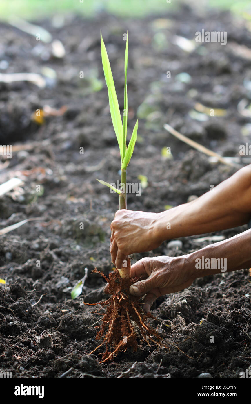 Planting sugarcane seeding Stock Photo