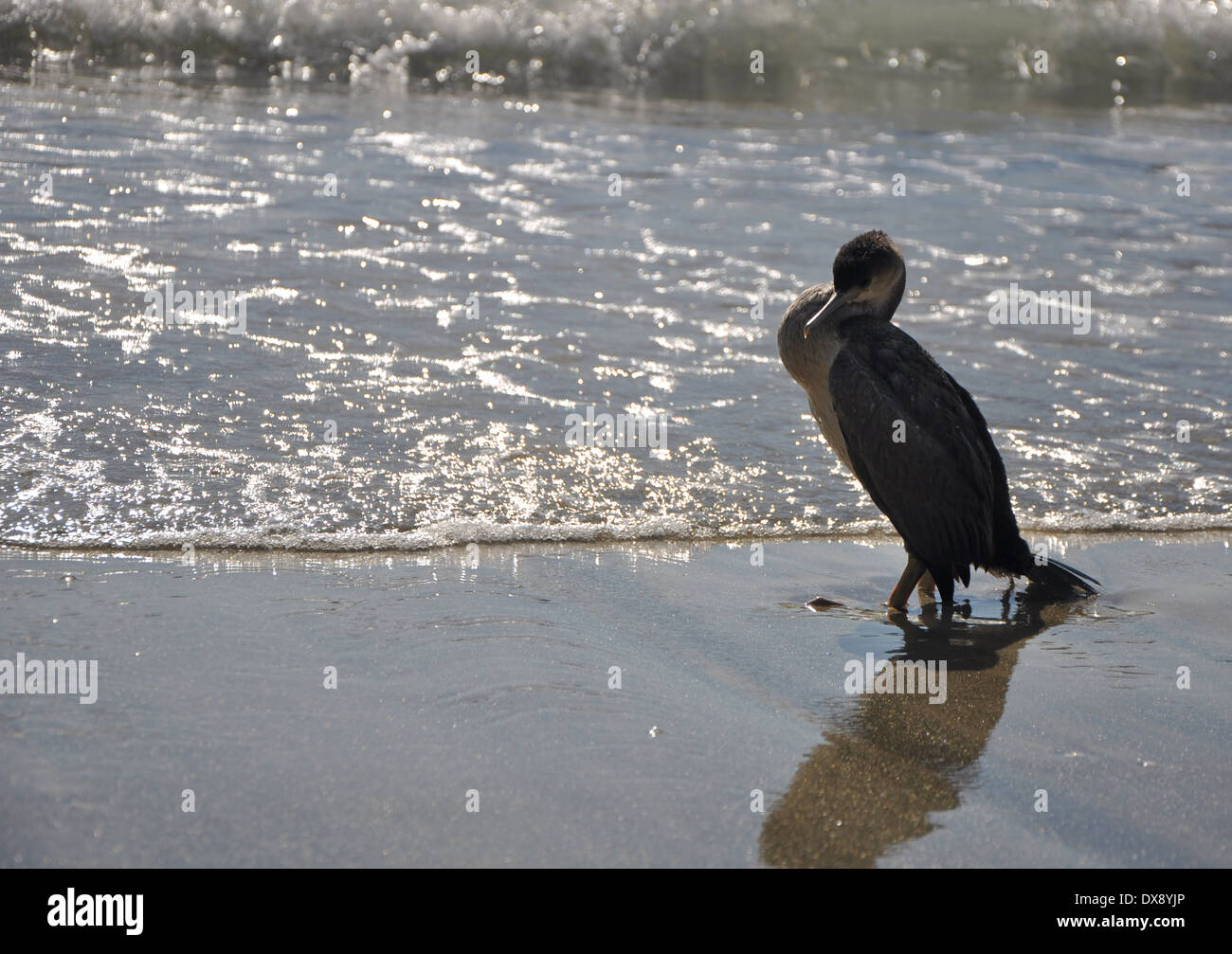 Cormorant in New Zealand Stock Photo