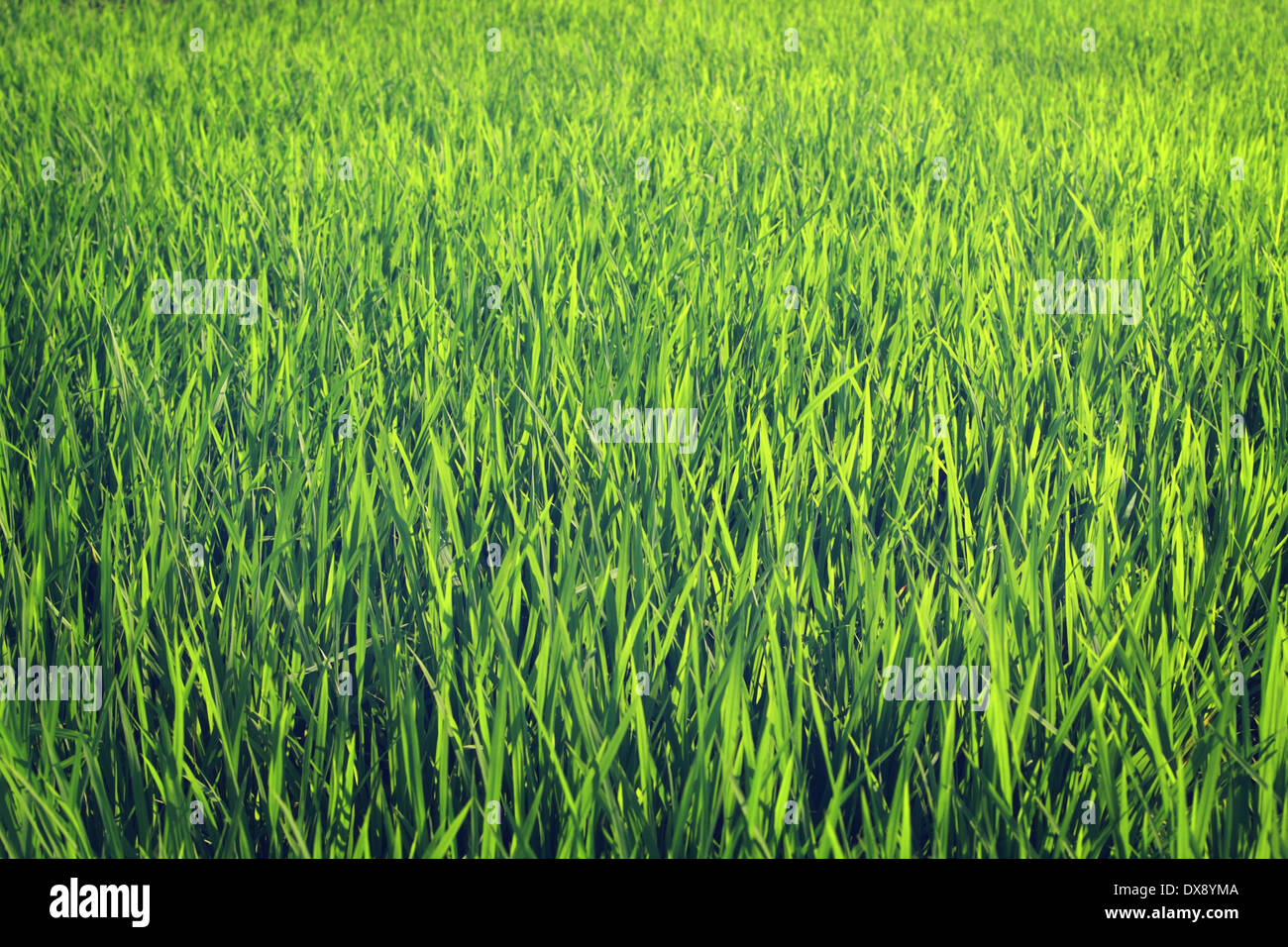 background of green grass Stock Photo