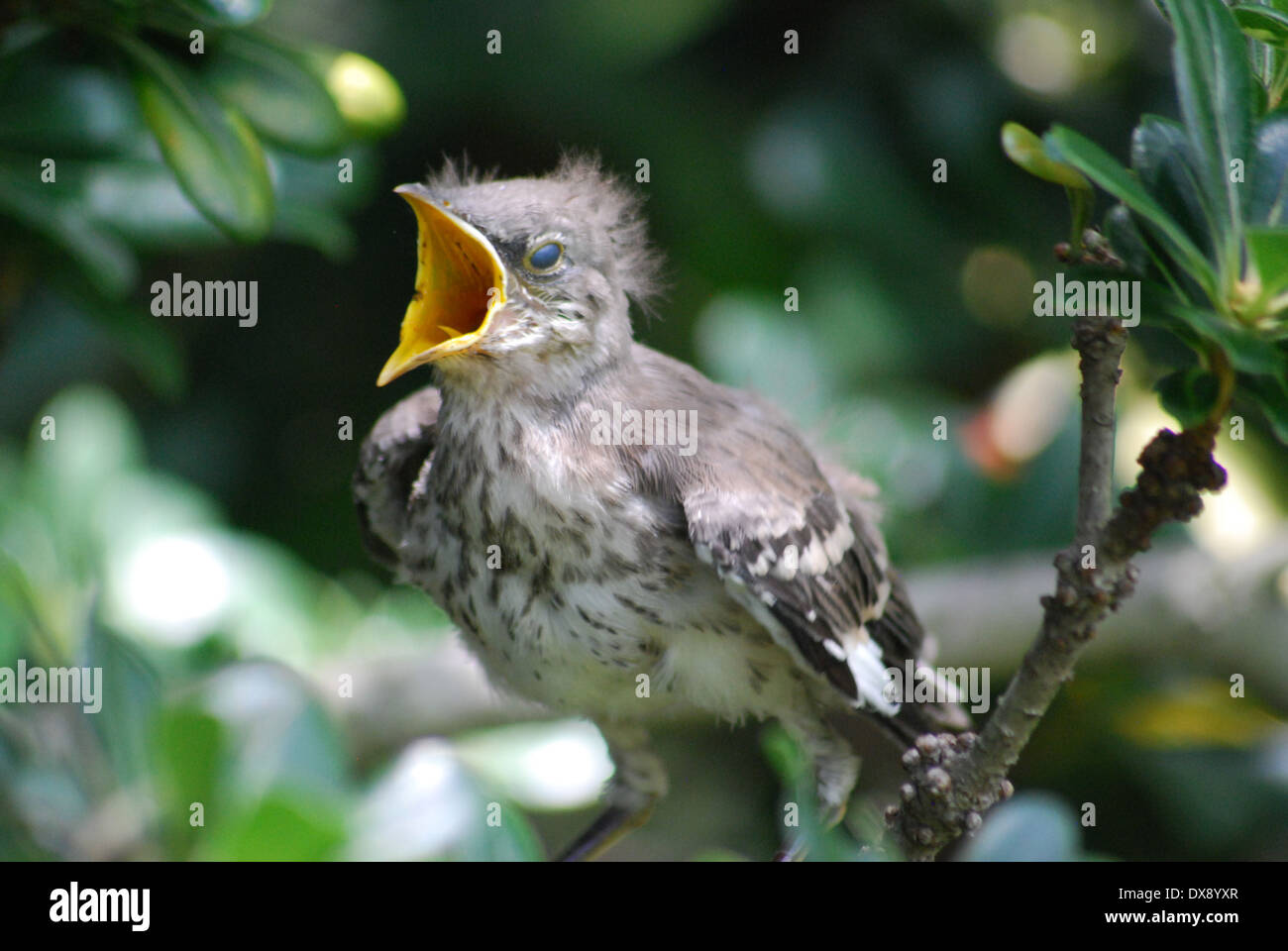 Adult and young northern mockingbird hires stock photography and images Alamy