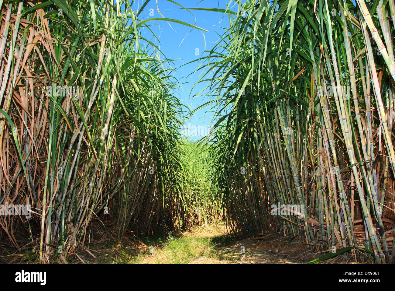 Path between sugar cane field Stock Photo