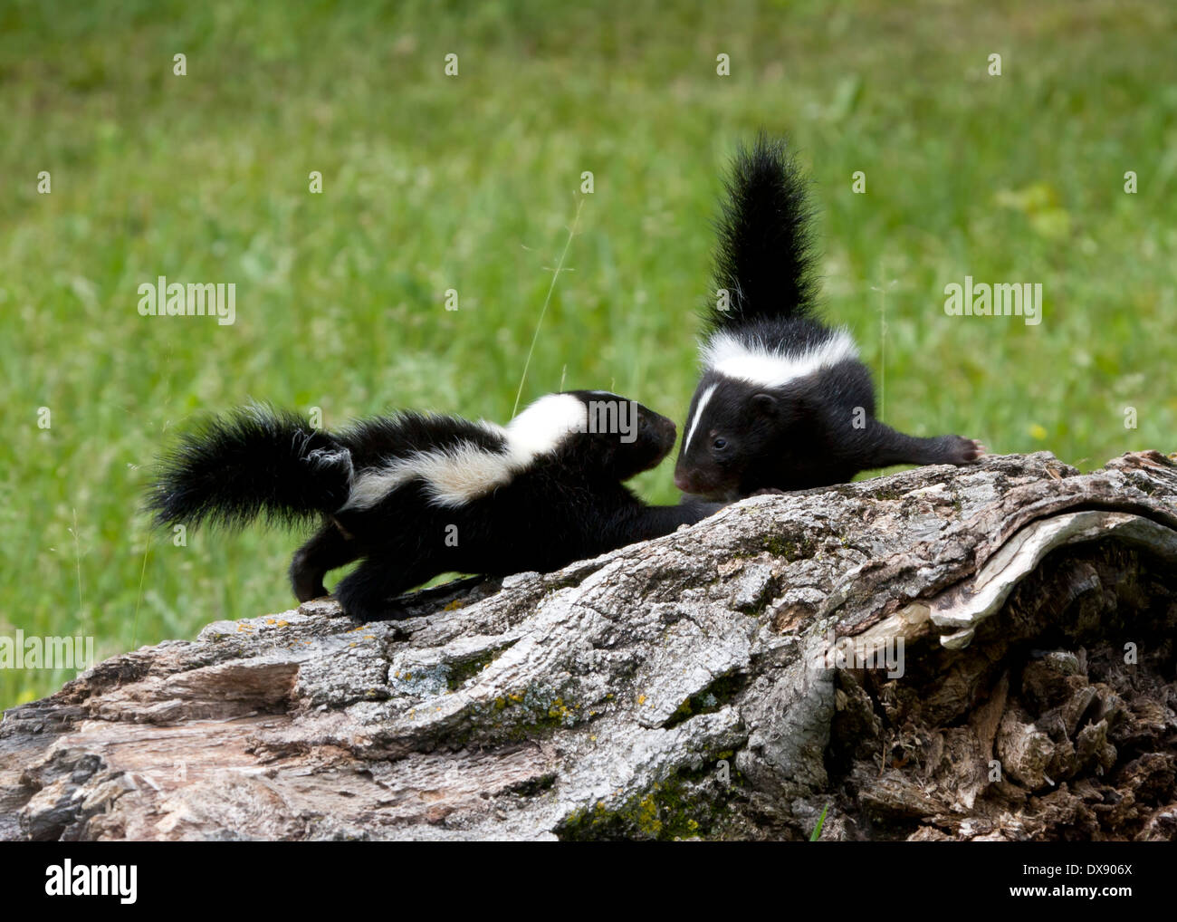 Playful Baby Skunks Stock Photo
