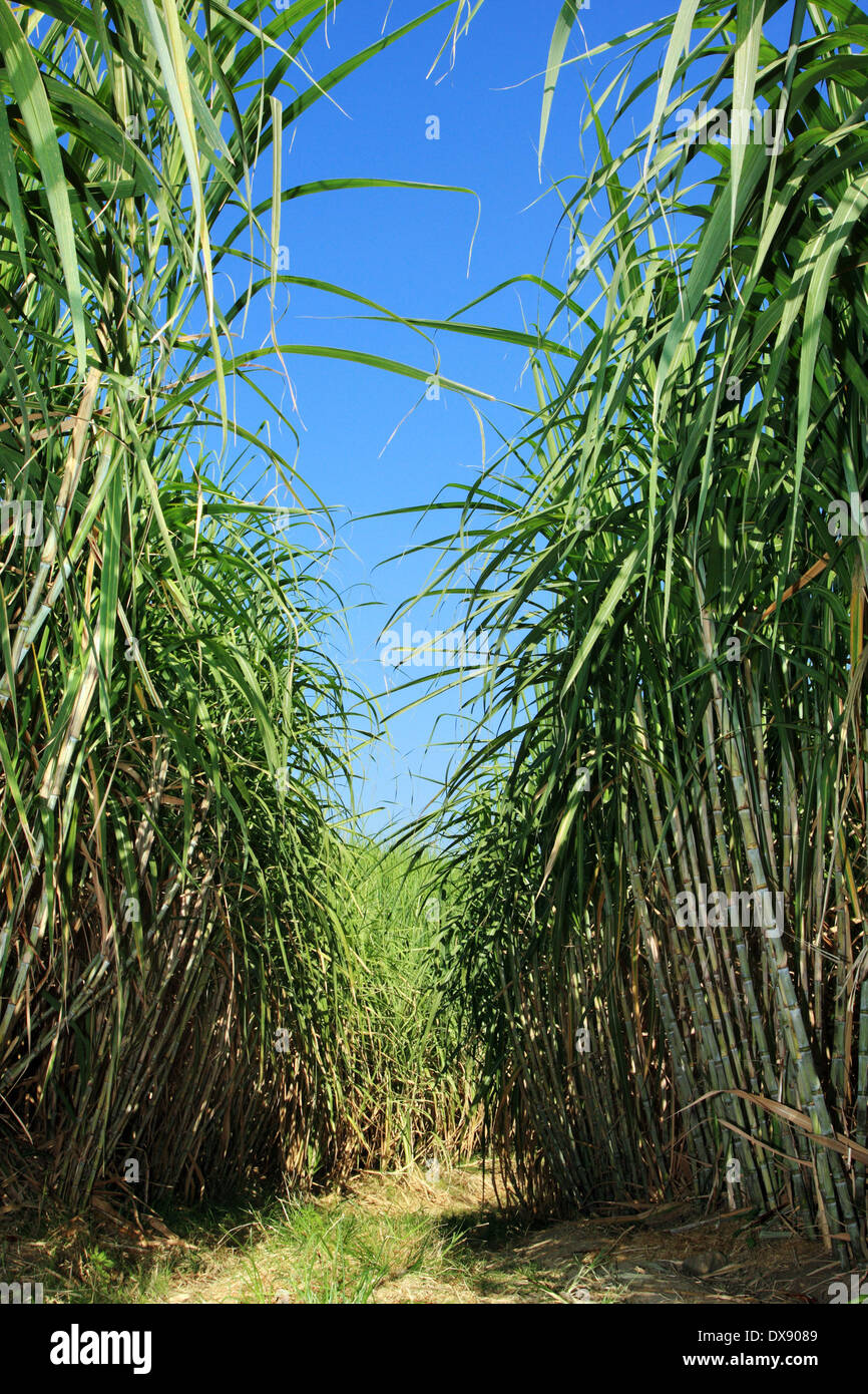 Field of sugar cane Stock Photo