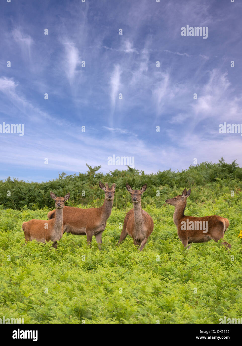 Group of Red Deer (Cervus elaphus) amongst green bracken in Bradgate Park, Charnwood Forest, Leicestershire, England, UK Stock Photo