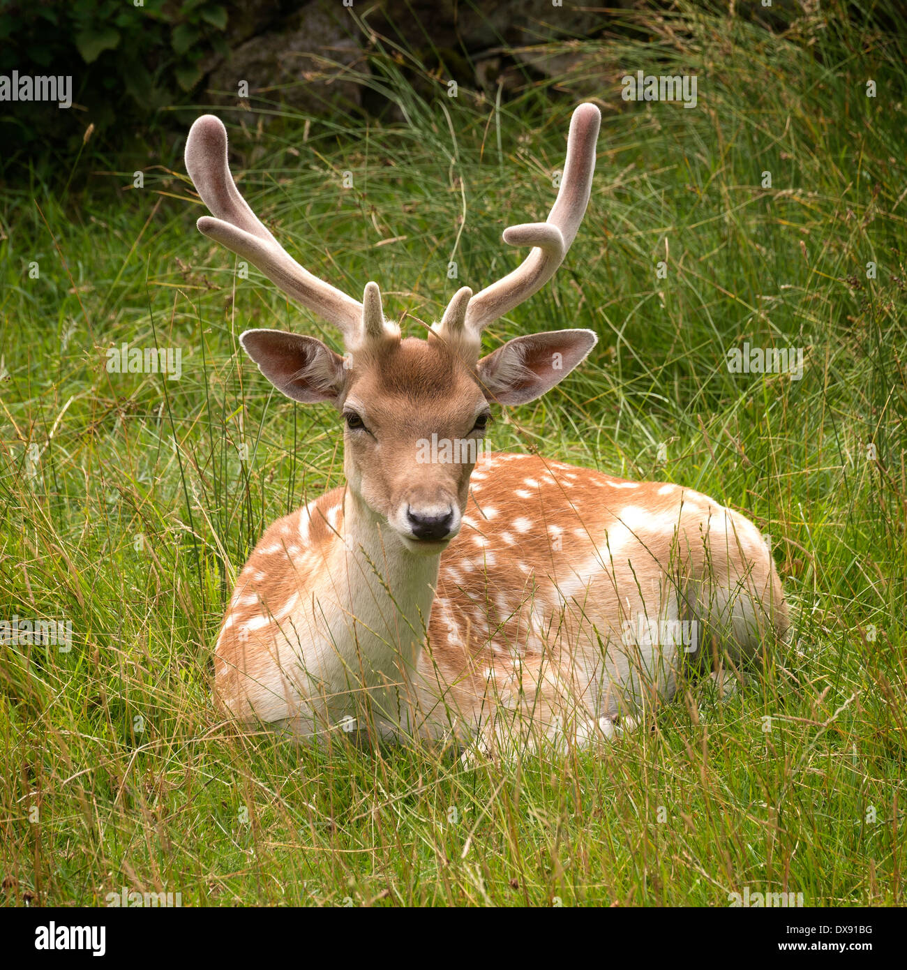Fallow deer (Dama dama) buck with velvet antlers lying in green grass,  Charnwood Forest, Leicestershire, England, UK Stock Photo