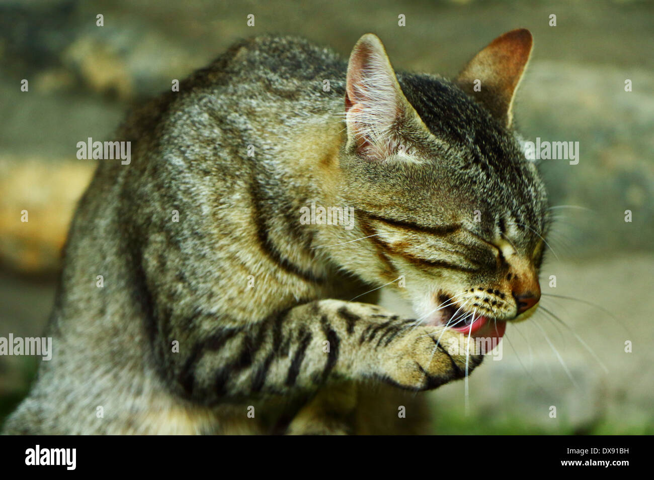A beautiful cat licks its paw Stock Photo Alamy
