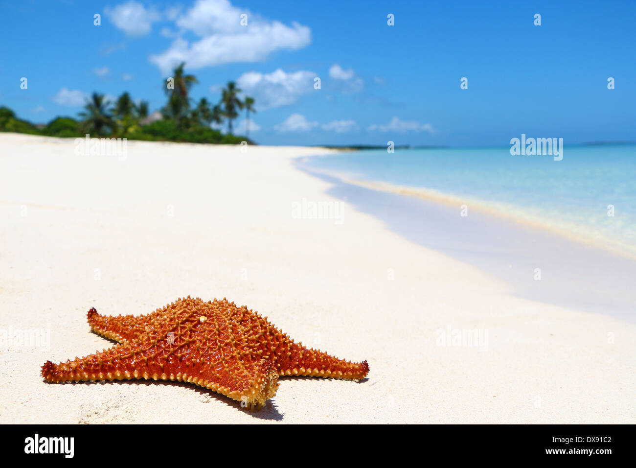 A red starfish laying on a white sand beach. Stock Photo