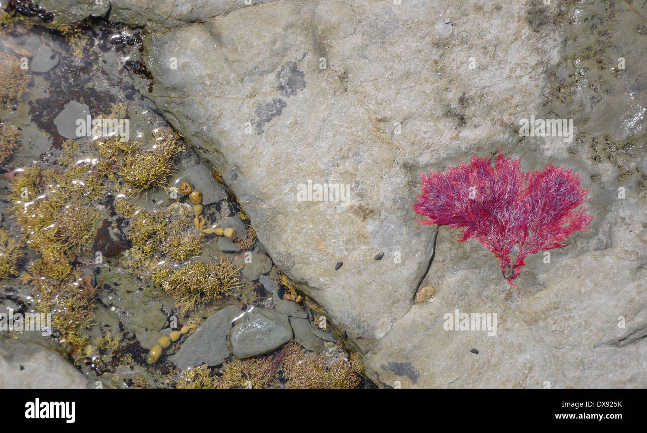 Pink seaweed in Kaikoura New Zealand Stock Photo