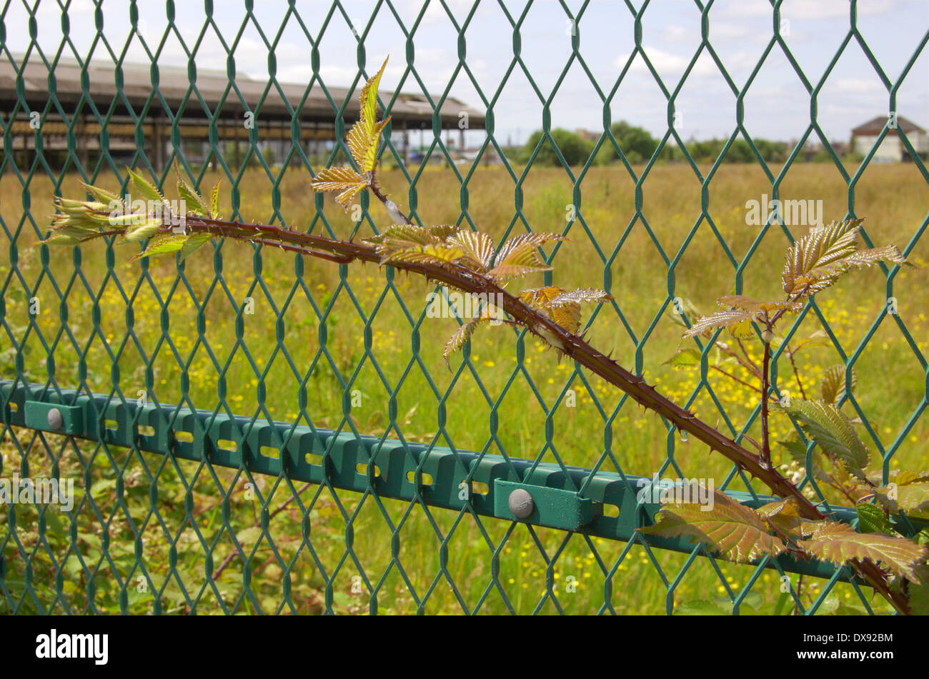Glasgow abattoir hires stock photography and images Alamy