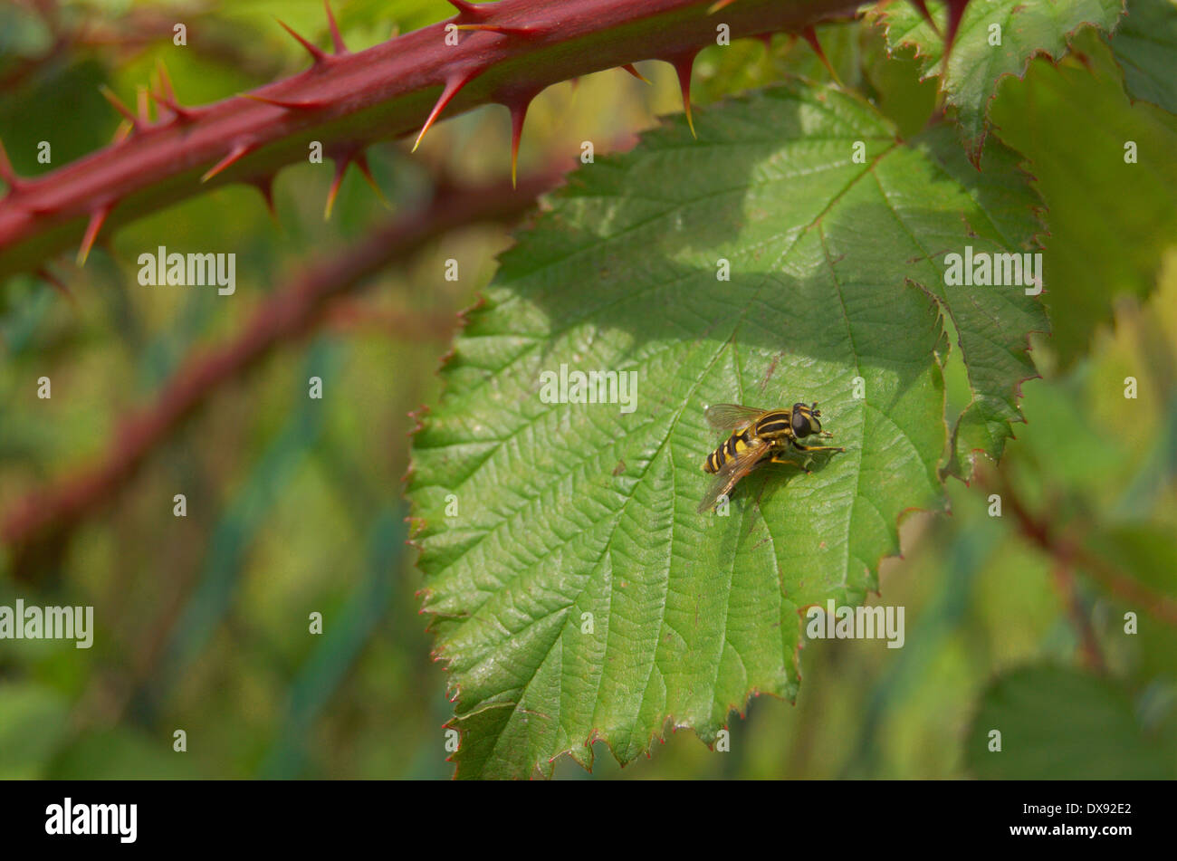 Hover fly on a leaf on a thorn bush Stock Photo