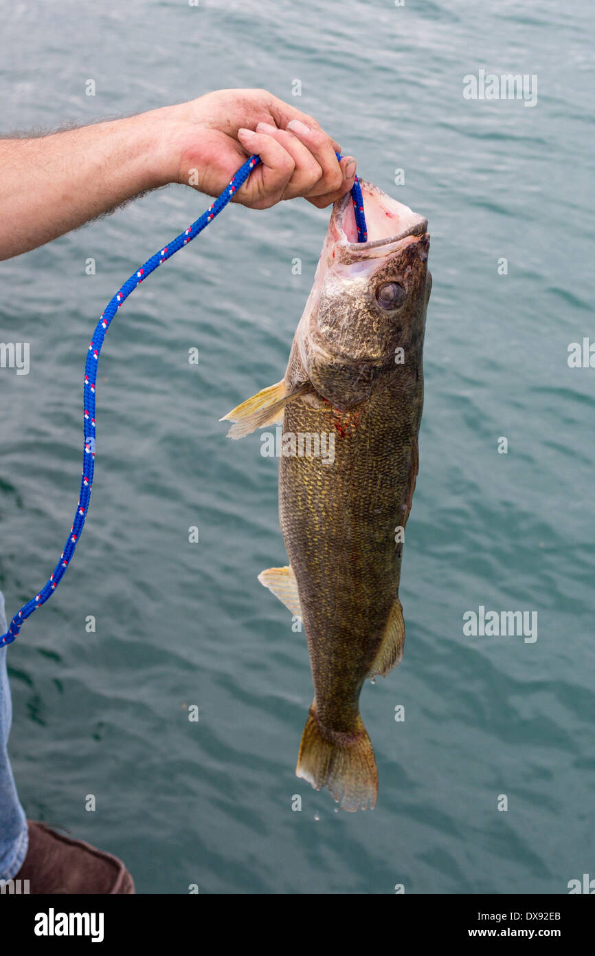 Fresh Caught Walleye. A fisherman pulls a large walleye fish that he's just caught out of the St. Clair River. Stock Photo