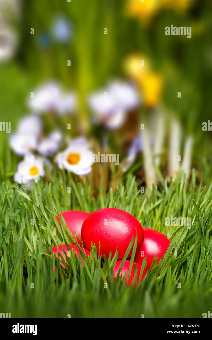 Easter eggs in a green grass Stock Photo