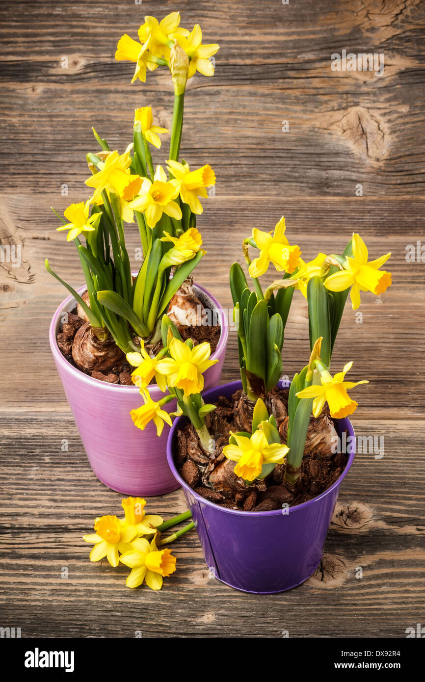 Daffodil in a pot on rustic wooden background Stock Photo Alamy