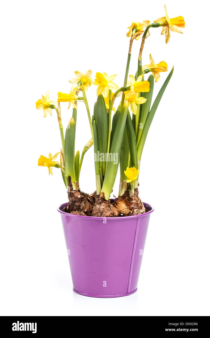 Narcissus in a pot on white background Stock Photo