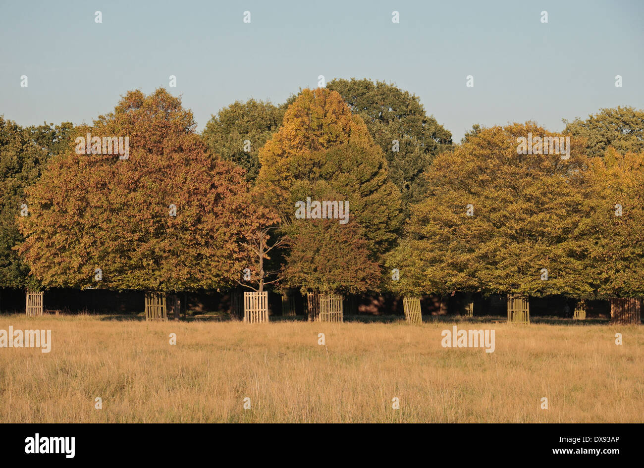 Autumn in Bushy Park, near Kingston, UK. Stock Photo