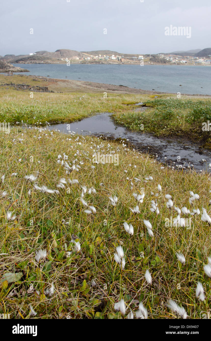 Canada, Nunavut, Cape Dorset. Mallikjuag Territorial Park. Tundra with cotton grass (Eriophorum) aka cottongrass. Stock Photo