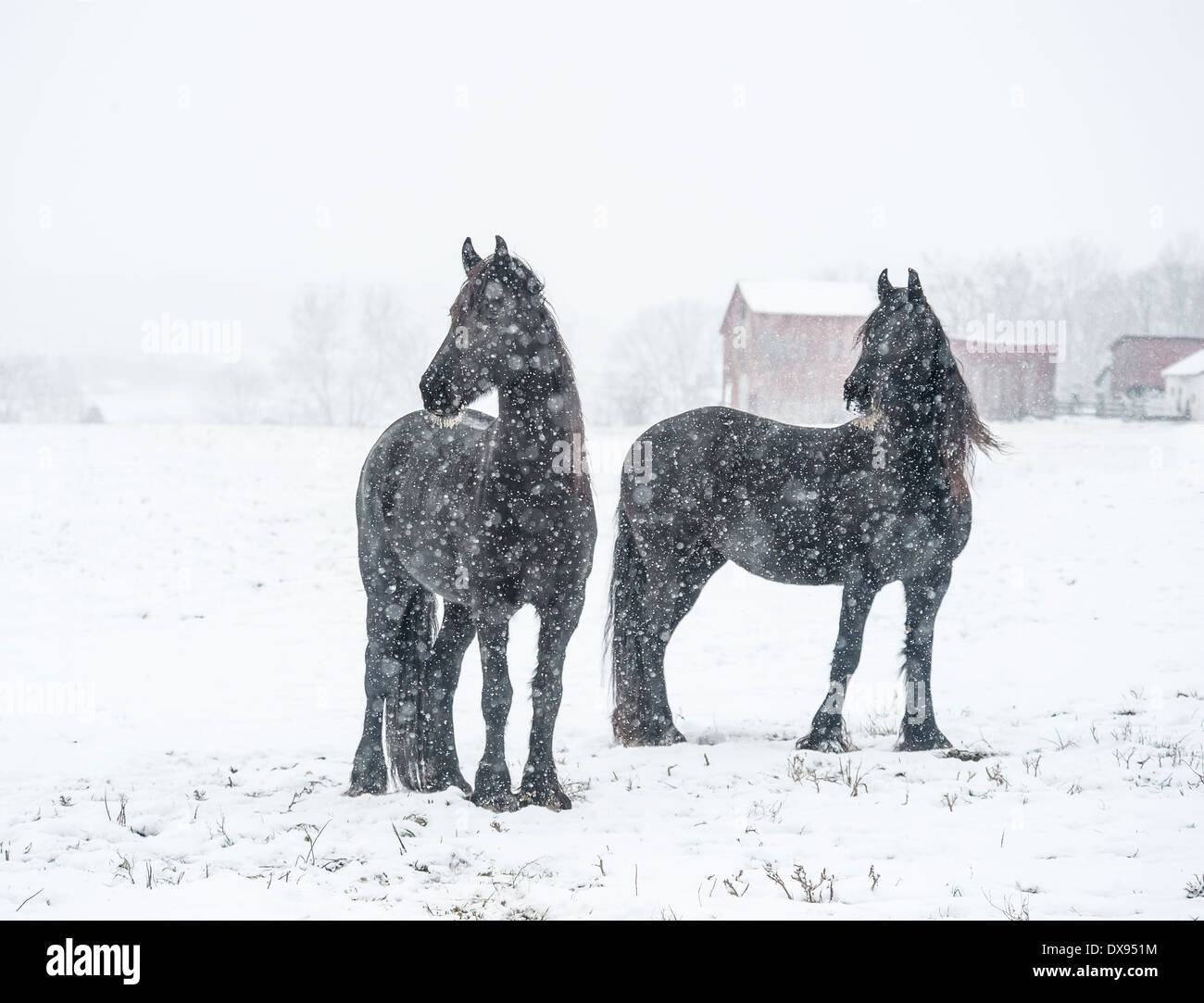 Friesian Horses in snow storm Stock Photo