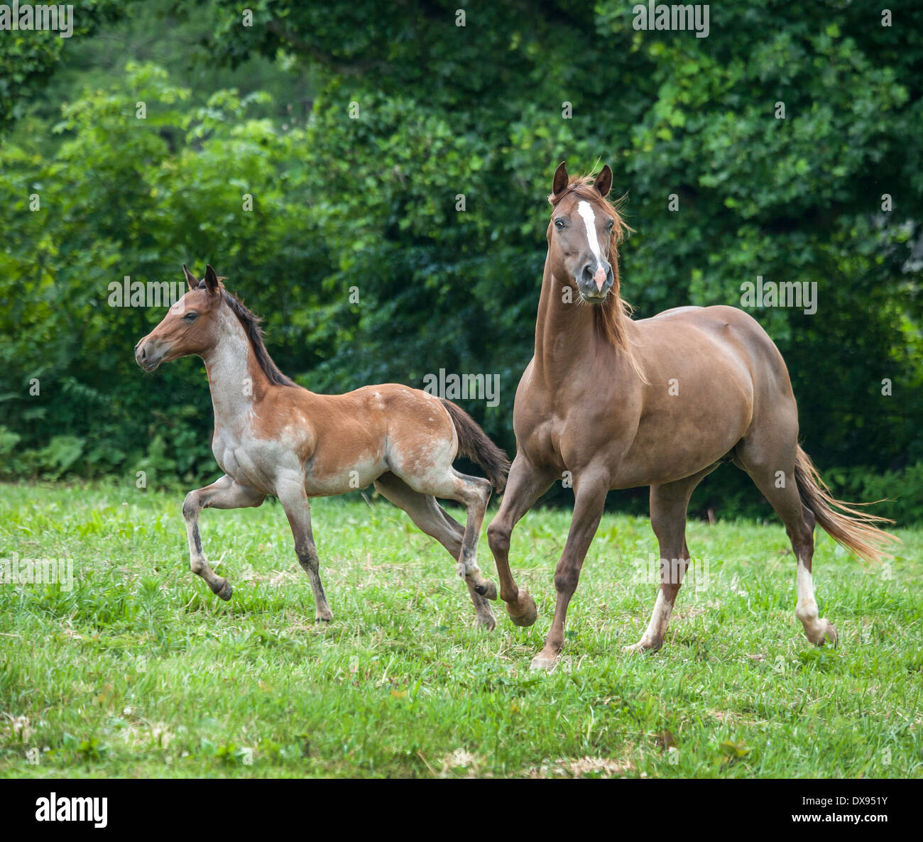 Quarter Horse mare and foal Stock Photo Alamy