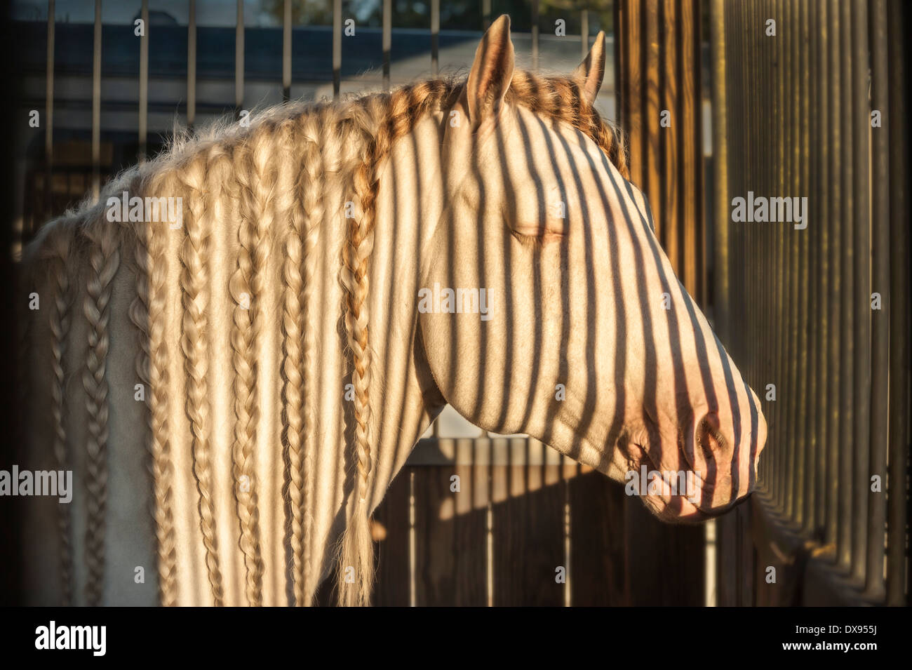 Shadows on Gypsy Vanner stallion in stall Stock Photo