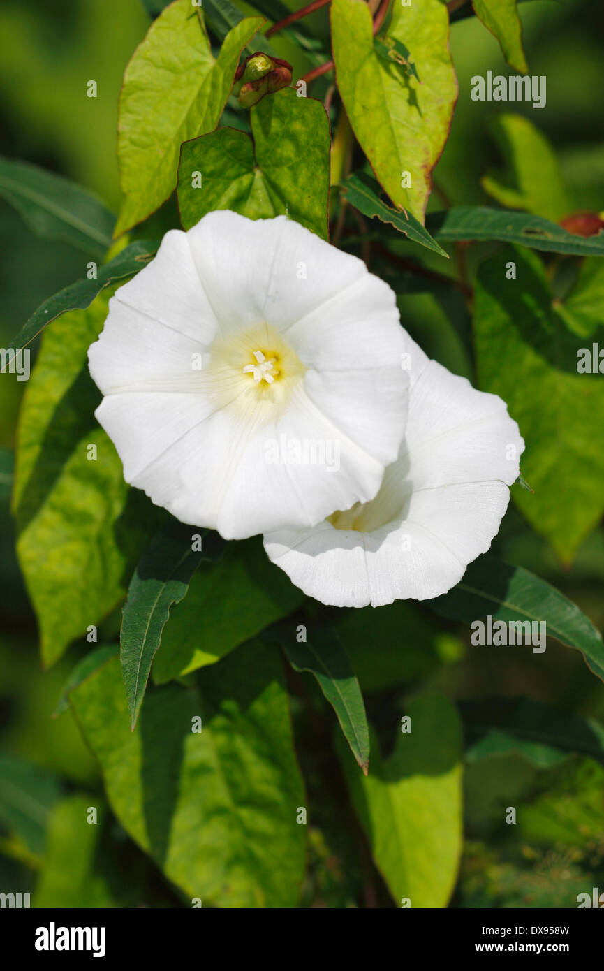 Upright bindweed hi-res stock photography and images - Alamy