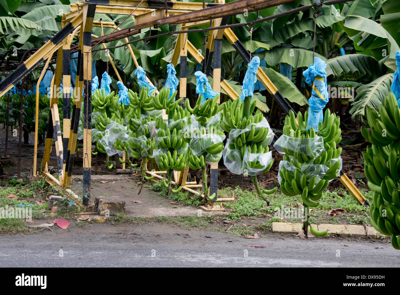 Guatemala, Department of Izabal, Quiriqua banana plantation. Bunches of