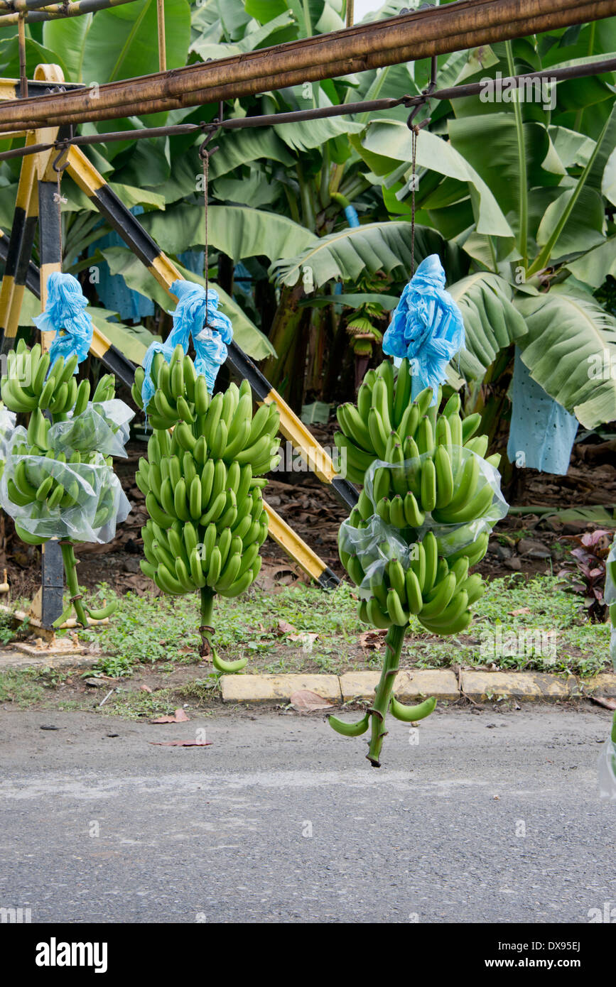 Guatemala, Department of Izabal, Quiriqua banana plantation. Bunches of