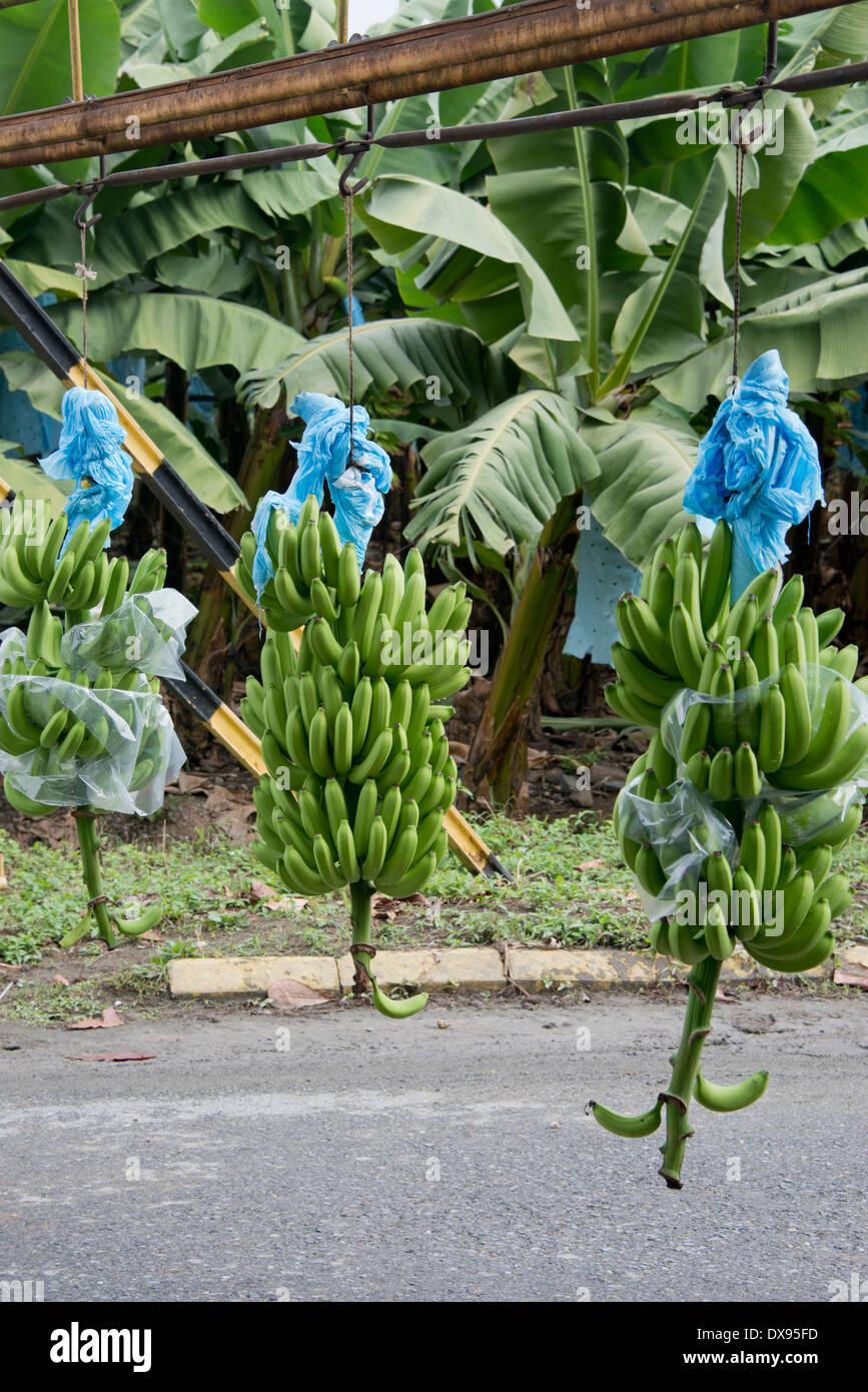 Guatemala, Department of Izabal, Quiriqua banana plantation. Bunches of