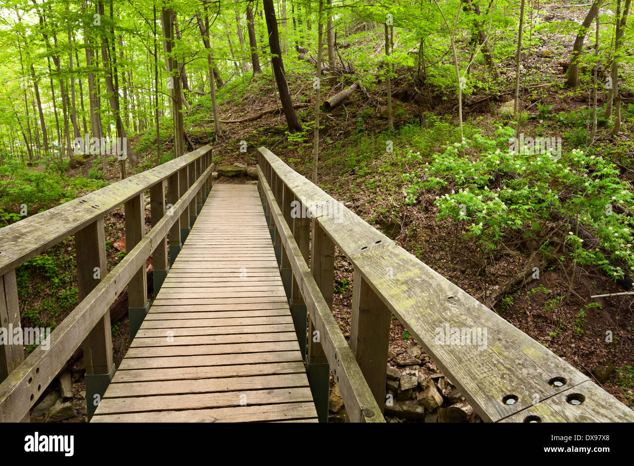 Wooden bridge in the forest hi-res stock photography and images - Alamy